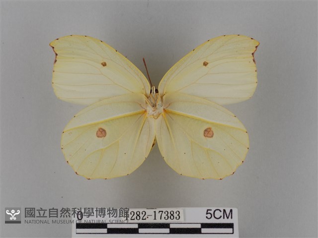 圓翅鉤粉蝶藏品圖，第2張