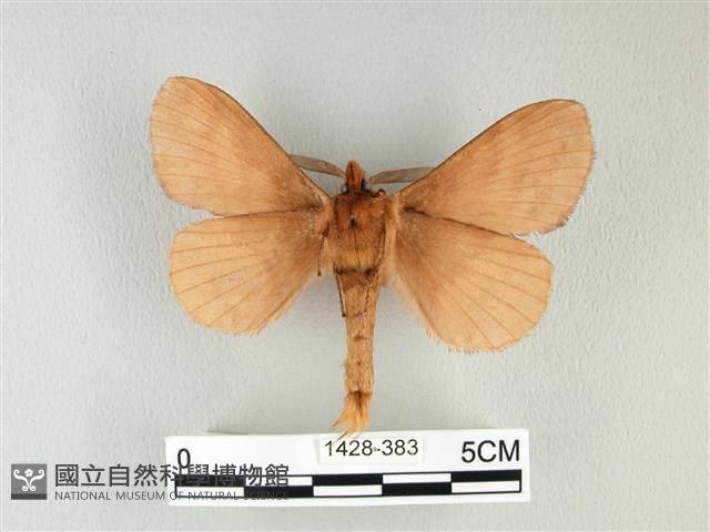 波紋枯葉蛾藏品圖，第2張