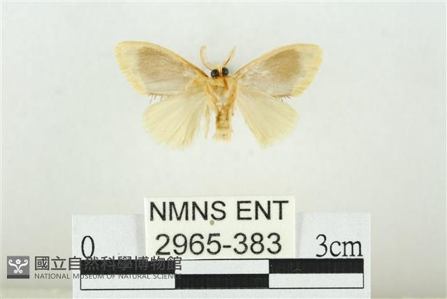 黑翅黃毒蛾藏品圖，第2張