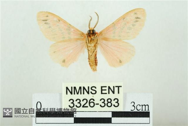 三條橙燈蛾藏品圖，第2張