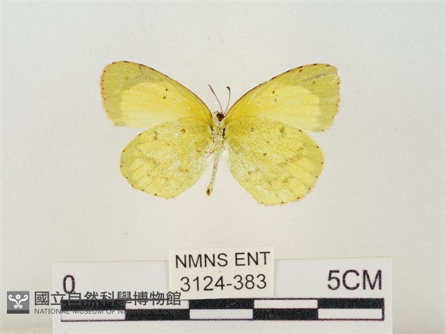 星黃蝶藏品圖，第2張