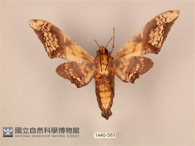 臀角斑天蛾藏品圖，第2張