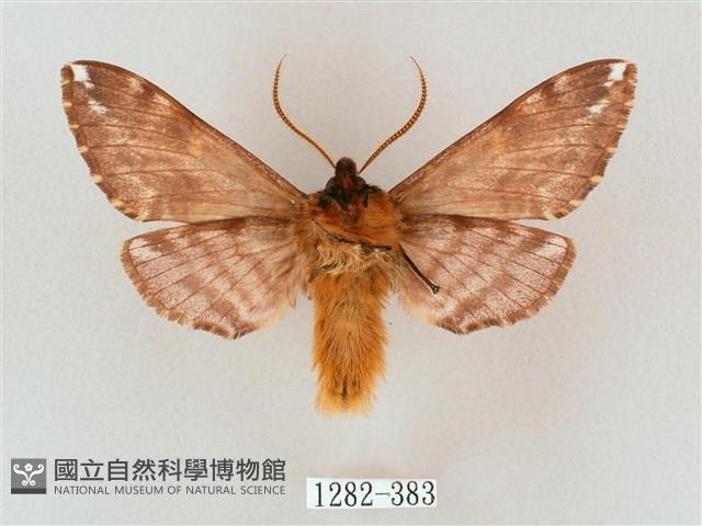 井上氏絨毛天蛾藏品圖，第2張