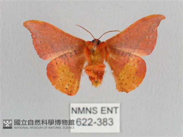 銀端帶鉤蛾藏品圖，第2張