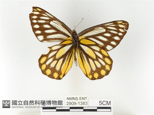 條斑豔粉蝶藏品圖，第2張