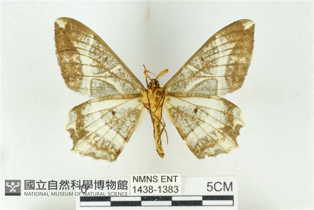 樹形尺蛾藏品圖，第2張