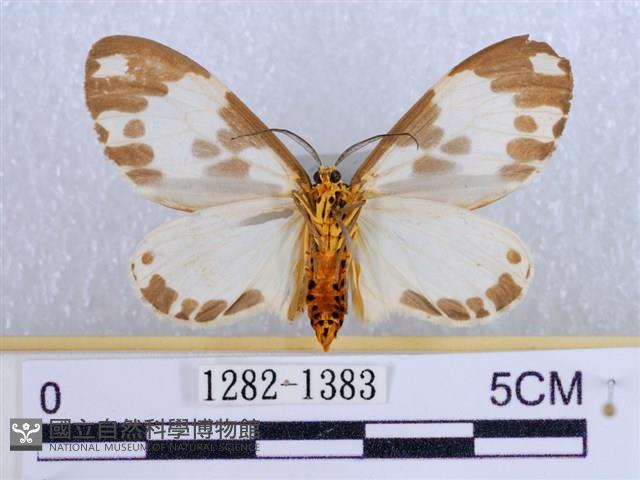 後凸蝶燈蛾藏品圖，第2張