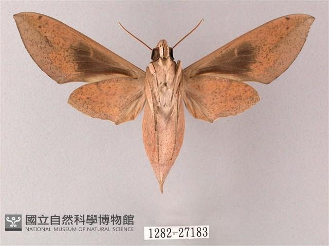 藏斜紋天蛾藏品圖，第2張