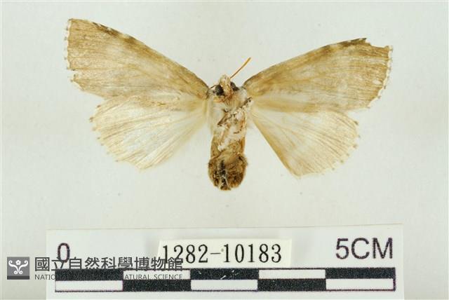 淡紅線波紋蛾藏品圖，第2張