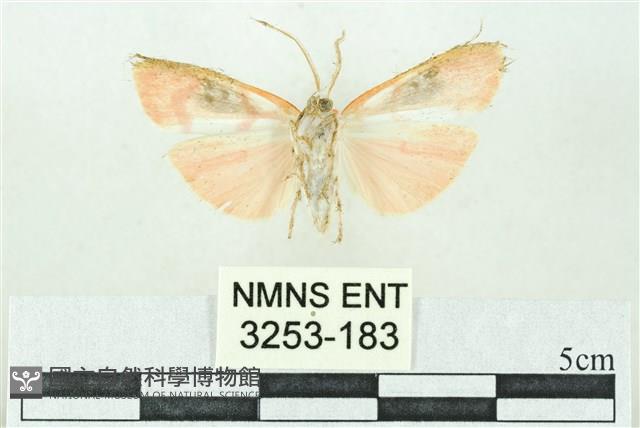 臺雪苔蛾藏品圖，第2張