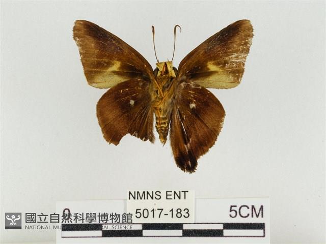 鐵色絨弄蝶藏品圖，第2張