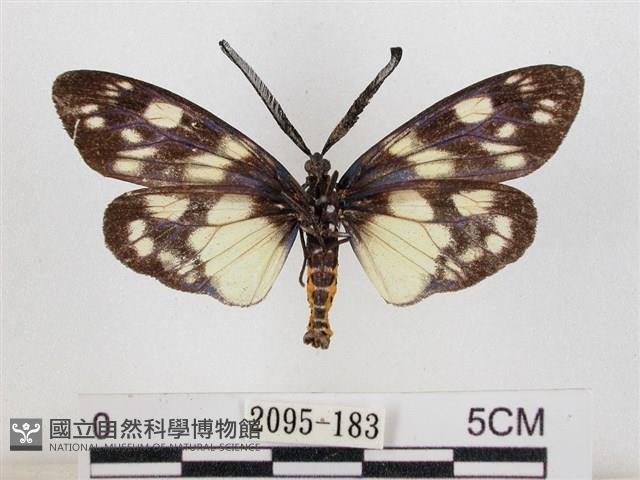 蓬萊茶斑蛾藏品圖，第2張