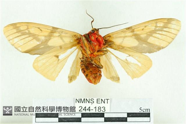 乳白斑燈蛾藏品圖，第2張