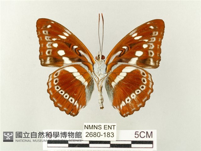 白圈線蛺蝶藏品圖，第2張