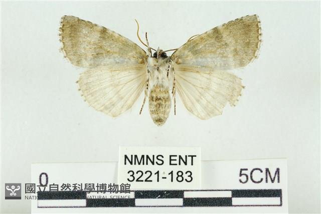 臺灣銀斑異波紋蛾藏品圖，第2張