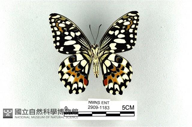 花鳳蝶、無尾鳳蝶藏品圖，第2張