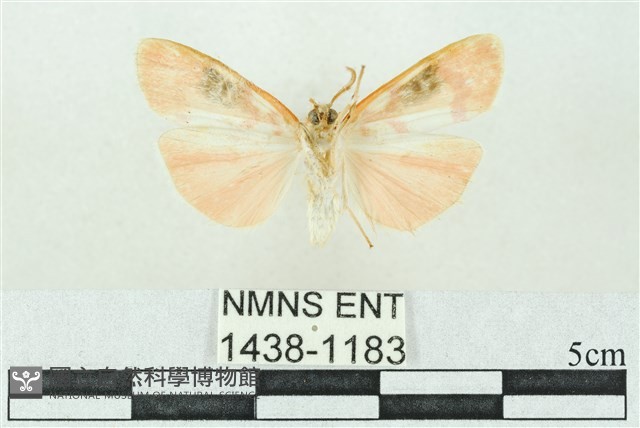 臺雪苔蛾藏品圖，第2張