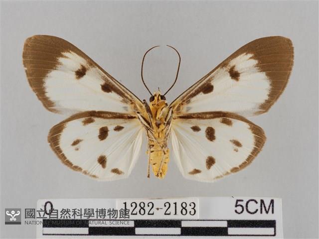長斑擬燈蛾藏品圖，第2張