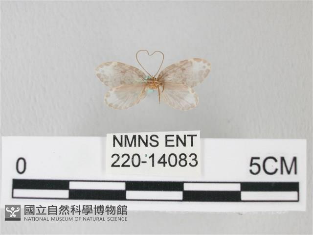 臺灣卵翅蛾藏品圖，第2張