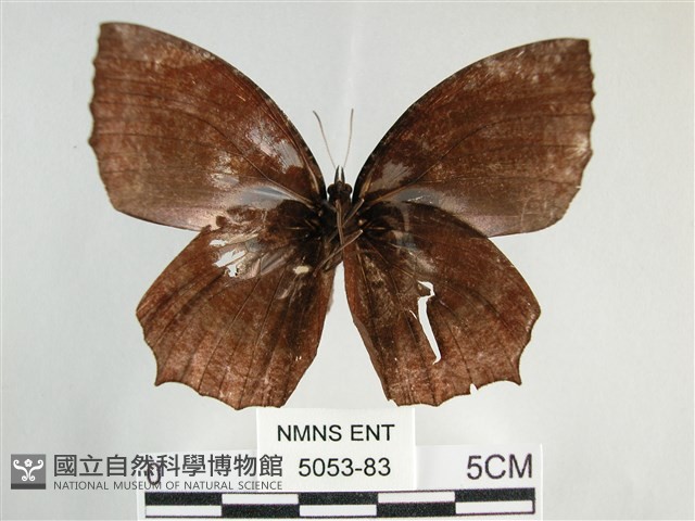 藍紋鋸眼蝶藏品圖，第2張