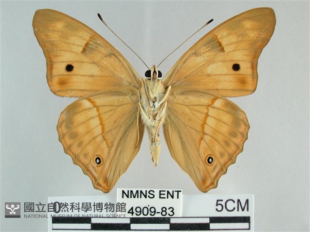 金鎧蛺蝶藏品圖，第2張