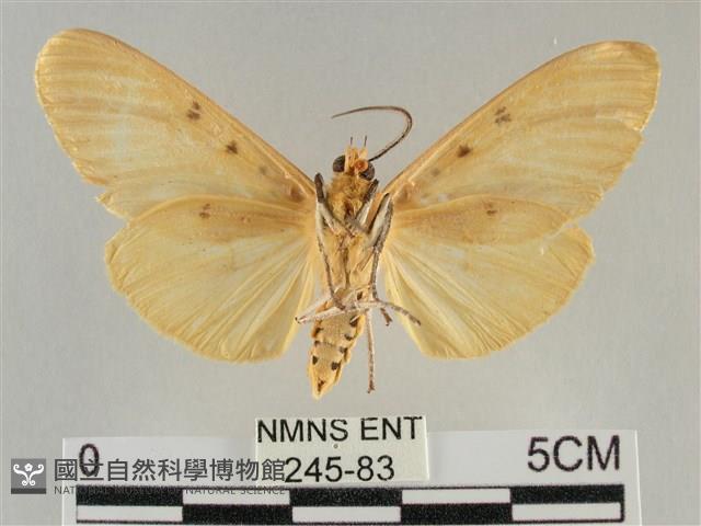 橙擬燈蛾藏品圖，第2張