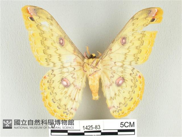 黃豹天蠶蛾藏品圖，第2張