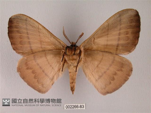 黑胸帶蛾藏品圖，第2張