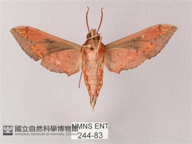 雙斑白肩天蛾藏品圖，第2張