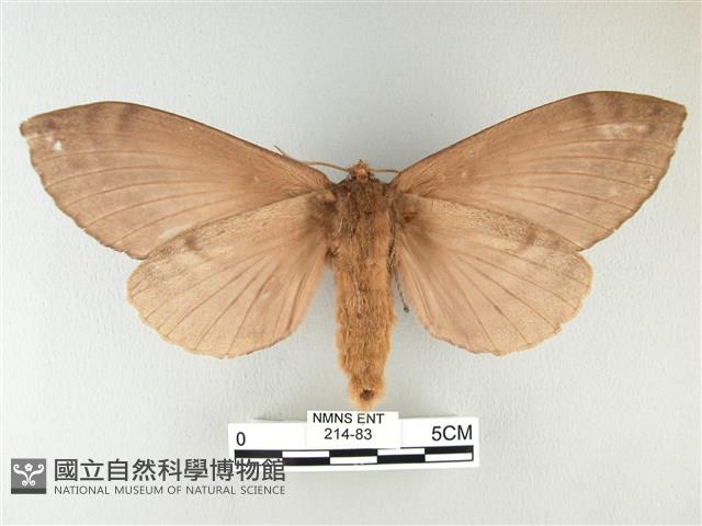 波紋枯葉蛾藏品圖，第2張