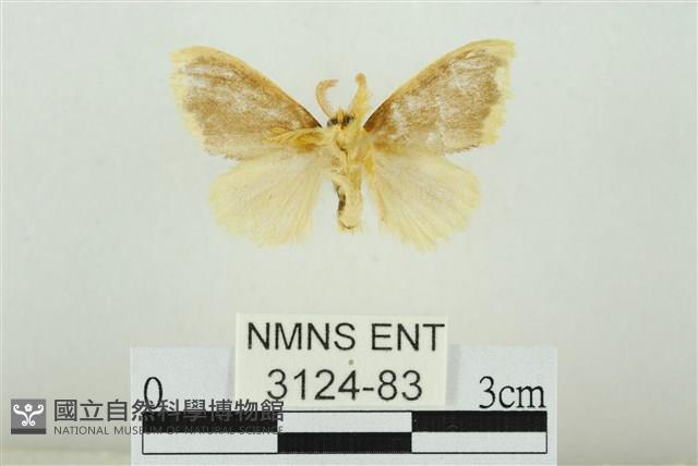 黑翅黃毒蛾藏品圖，第2張