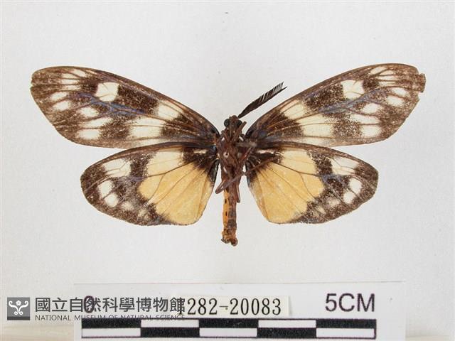 蓬萊茶斑蛾藏品圖，第2張