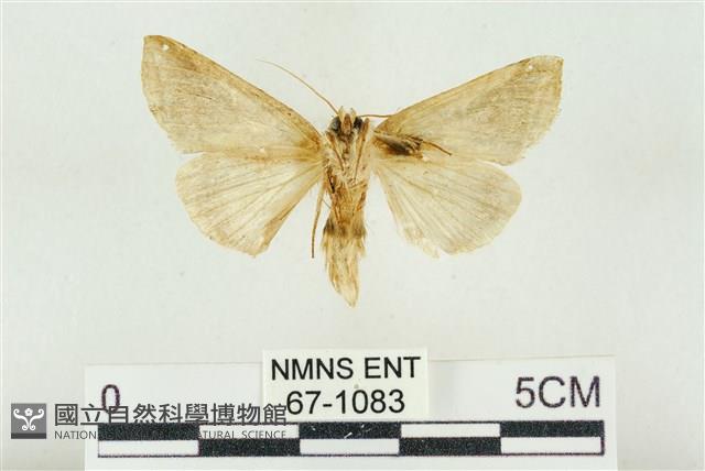 印華波紋蛾藏品圖，第2張