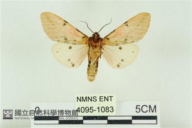 棍棒污燈蛾藏品圖，第2張