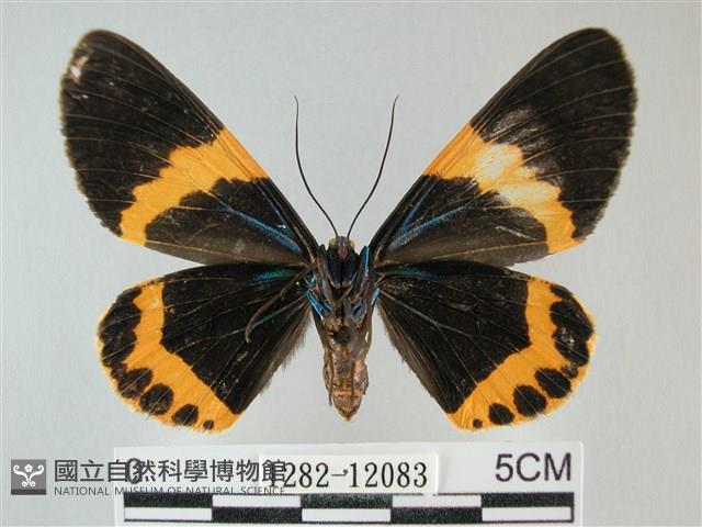 橙帶藍尺蛾藏品圖，第2張