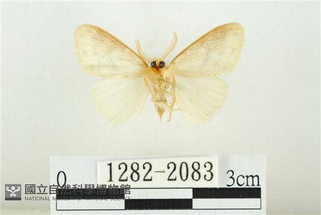 寬紋黃毒蛾藏品圖，第2張