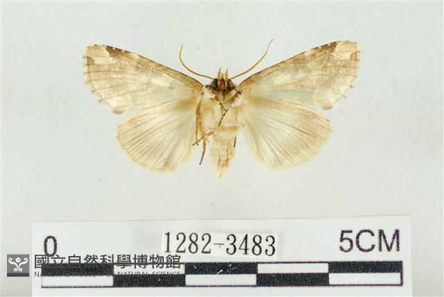 連珠波紋蛾藏品圖，第2張