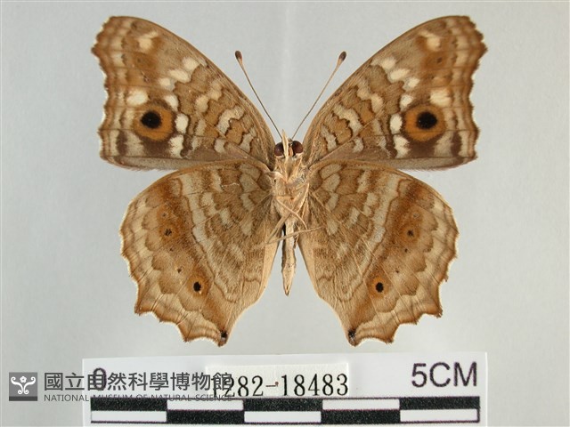 鱗紋眼蛺蝶藏品圖，第2張