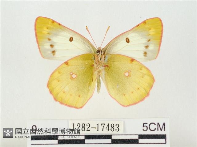 紋黃粉蝶藏品圖，第2張