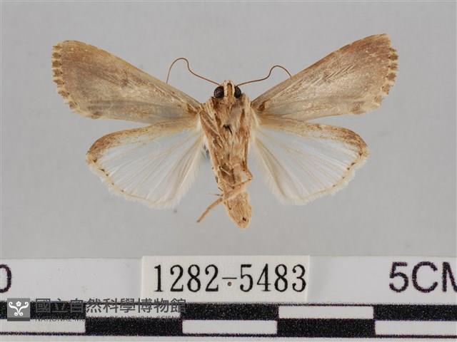 斜紋夜盜蛾藏品圖，第2張