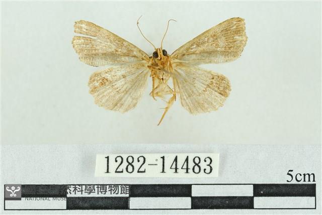 粉紅帶散紋夜蛾藏品圖，第2張