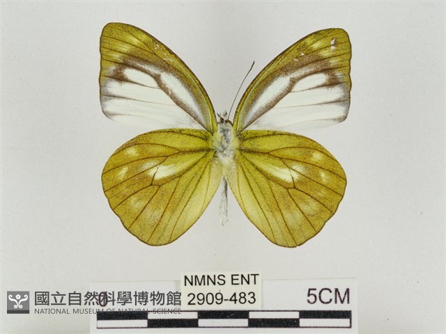 淡褐脈粉蝶藏品圖，第2張