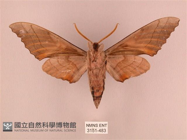 栗六點天蛾藏品圖，第2張