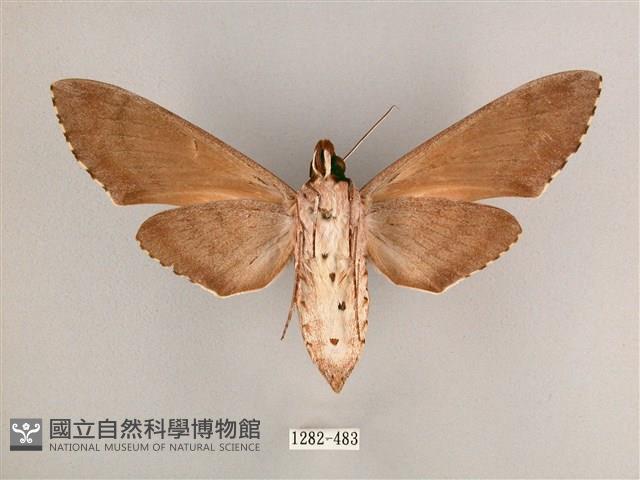 細斜紋霜天蛾藏品圖，第2張