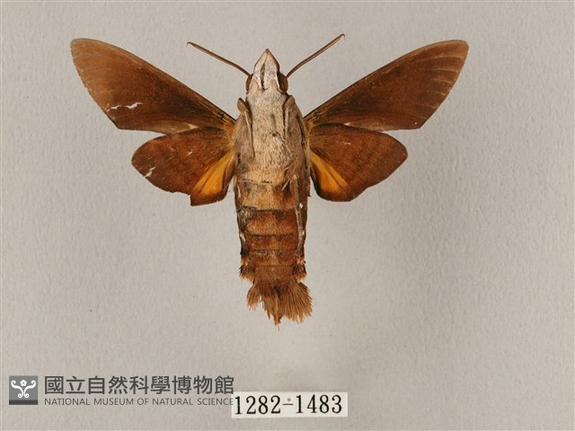 平帶長喙天蛾藏品圖，第2張