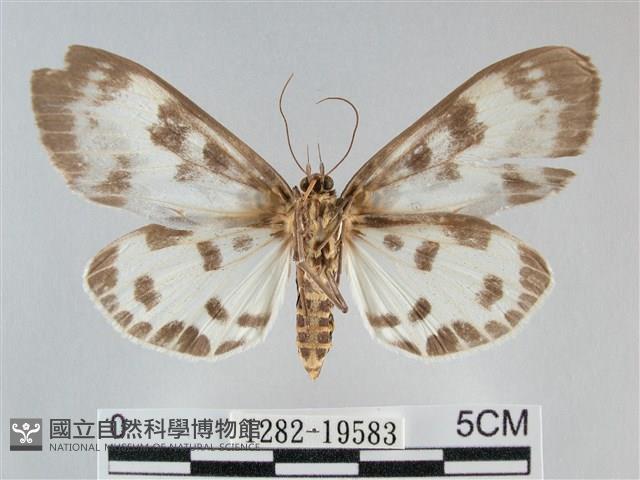 扭擬燈蛾藏品圖，第2張