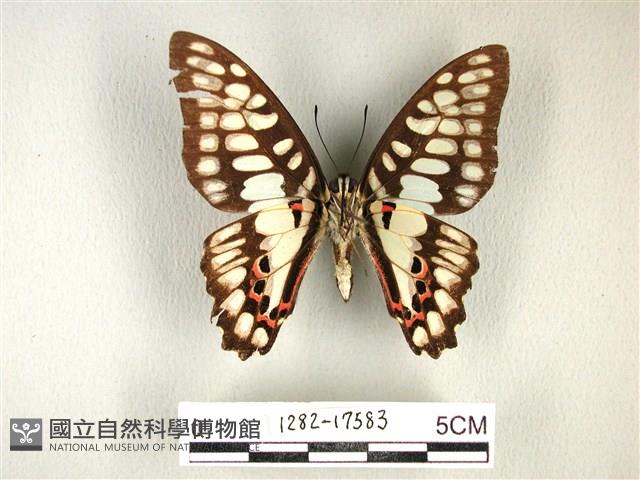 木蘭青鳳蝶藏品圖，第2張