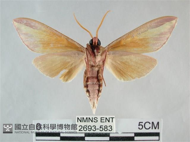 雙黃條天蛾藏品圖，第2張