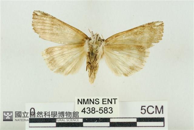 臺洒波紋蛾藏品圖，第2張