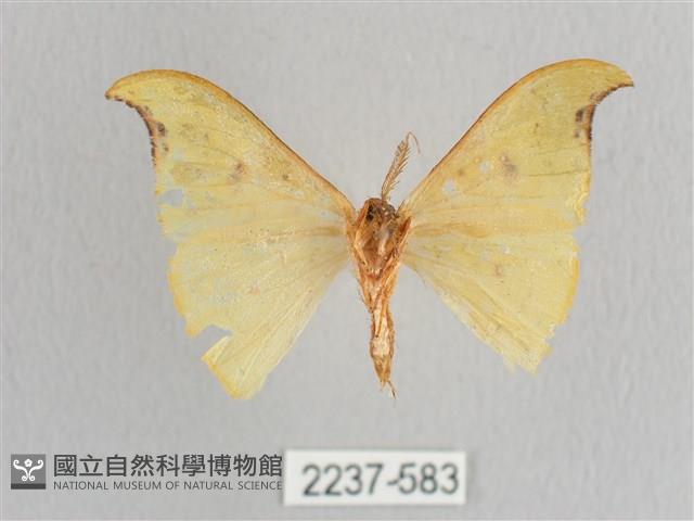 彎黑黃鉤蛾藏品圖，第2張